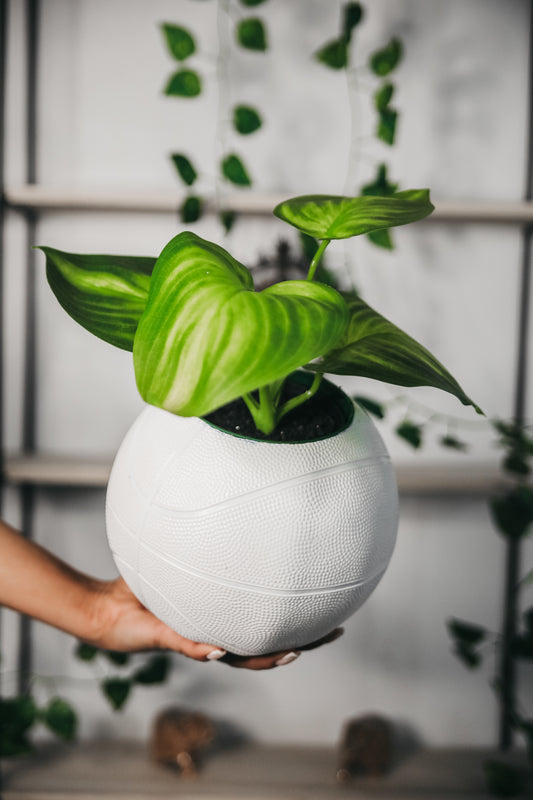 The Mini Basketball Planter